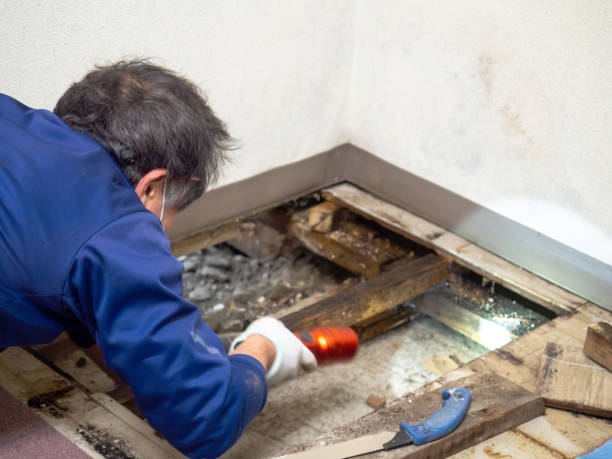 Best Crawl Space Mold Removal  in Brenham, TX