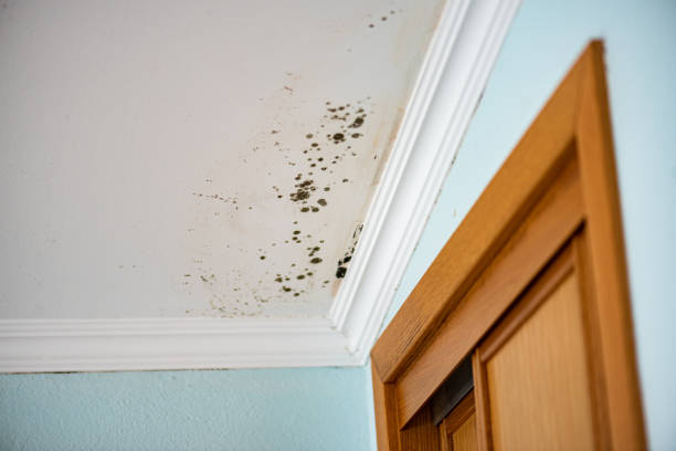 Crawl Space Mold Removal in Brenham, TX