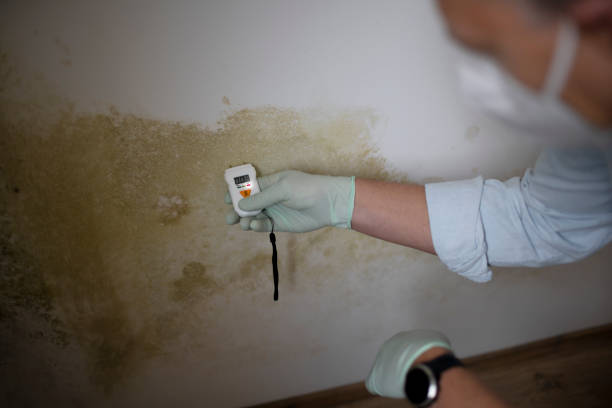 Best Toxic Mold Removal  in Brenham, TX