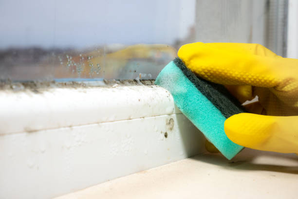 Best Mold Damage Repair  in Brenham, TX