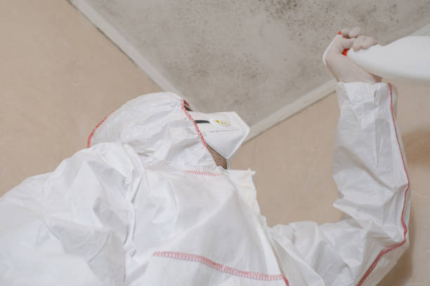 Best Local Mold Removal Service  in Brenham, TX