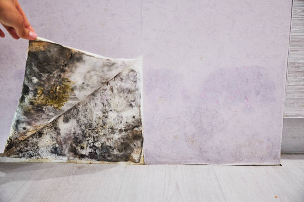 Best Office Mold Removal Services  in Brenham, TX